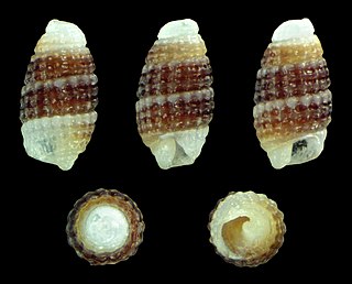 <i>Joculator arduinii</i> Species of gastropod