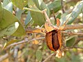 Halbgeöffnete, reife Jojoba-Frucht mit Samen