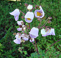 Jovellana violaceae