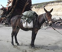 Voici une photographie d’âne qui aide à transporter des affaires.