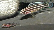 Miniatura pro Julidochromis