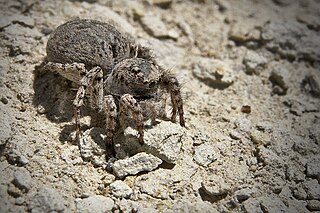 <i>Aelurillus leipoldae</i> Species of spider