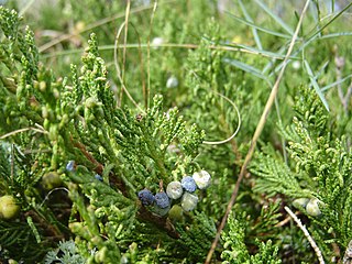 <i>Juniperus horizontalis</i> Species of conifer