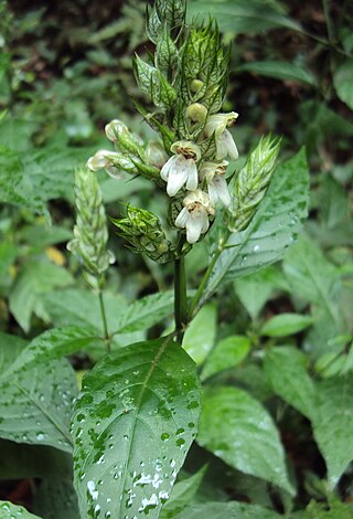 <i>Nicoteba</i> Genus of flowering plants