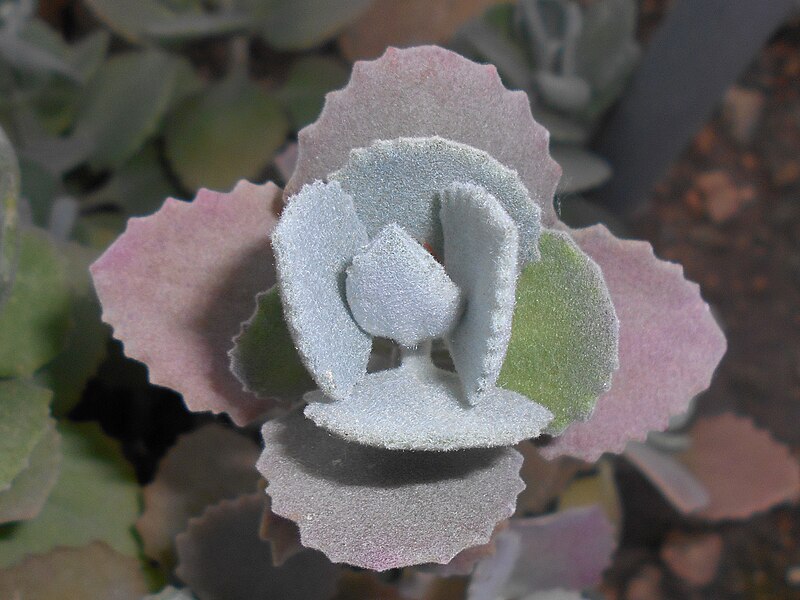 File:Kalanchoe millotii 2017-05-31 2090b.jpg