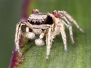 Salticoida Clade of spiders