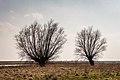 * Nomination Kamperveen, view of willows in the IJsseldal in backlight. --Agnes Monkelbaan 04:29, 27 May 2022 (UTC) * Promotion  Support Good quality. --XRay 04:37, 27 May 2022 (UTC)