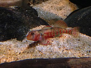 <span class="mw-page-title-main">Kanawha darter</span> Species of fish