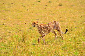 Cheetah