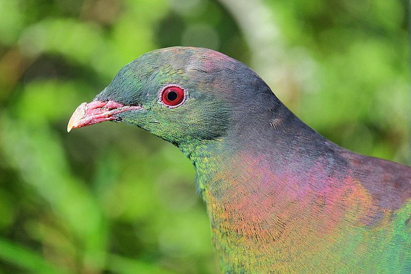 File:Kereru head in front of foliage.jpg