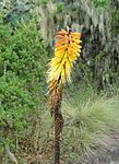 Kniphofia foliosa.jpg