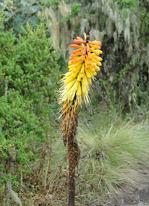 Kniphofia foliosa.jpg