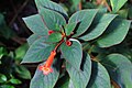 * Nomination Kohleria eriantha --Srittau 08:49, 7 May 2014 (UTC) * Decline Blossom out of focus (wrong DoF) --Cccefalon 09:09, 7 May 2014 (UTC)