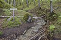 De Kollicker Bach stroomt door de beukenbossen van Jasmund.