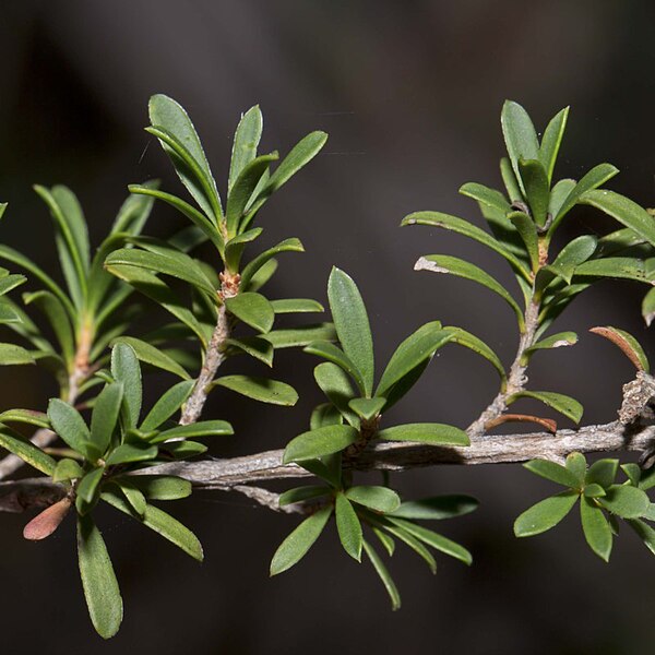 File:Kunzea ericoides leaves.jpg