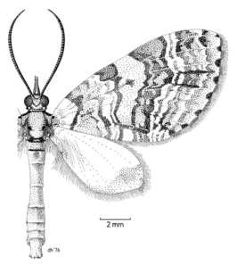 Sauris commoni