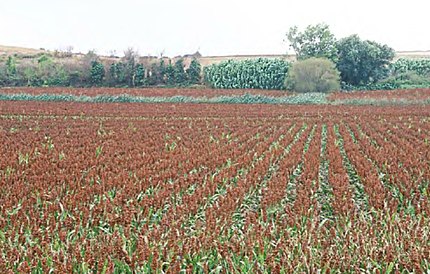 L'Estany Púdol - Siurana (Alt Empordà), 4 de setembre de 2003