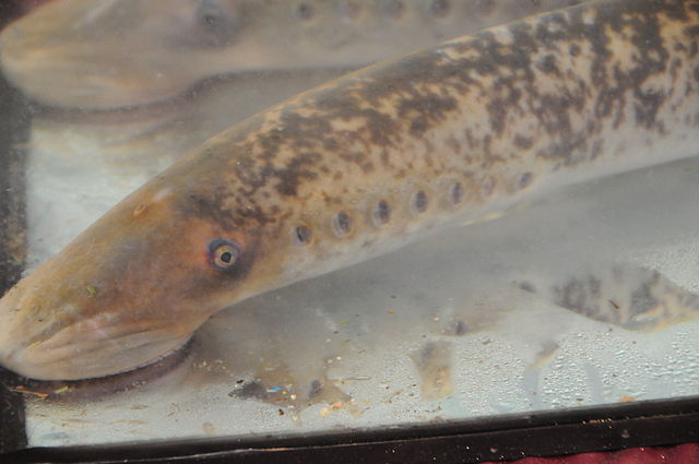 Vida marina: la lamprea un Agnato que viene de la era paleozoica