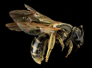 <i>Lasioglossum quebecense</i>