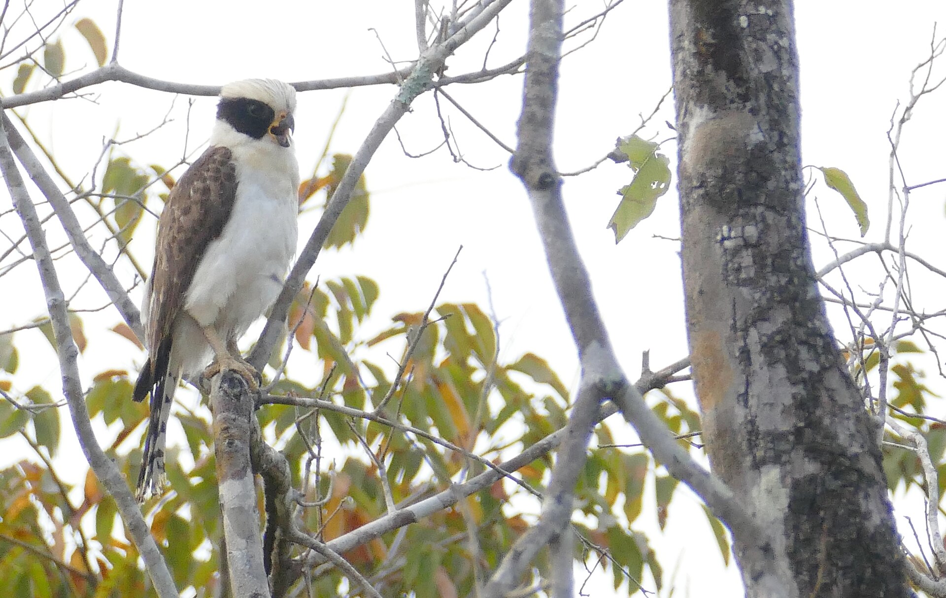 Laughing Falcon (Herpetotheres cachinnans) calling ... (48300734667).jpg