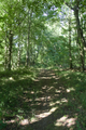 English: Hiking Trail (VHC) between Blitzenrod and Frischborn Eisenbach, Lauterbach, Hesse, Germany