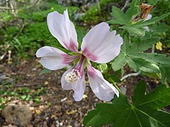 Lavatera acerifolia var. acerifolia (Jardin Botanico Canario Viera y Clavijo).jpg