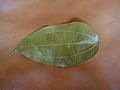 Leaf of Vazhana