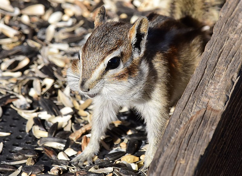 File:Least Chipmunk at Seedskadee National Wildlife Refuge (51540386189).jpg