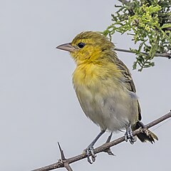 ♀ Ploceus intermedius