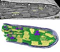 Lettuce Chloroplast STEM.jpg