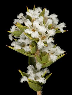 <i>Leucopogon oliganthus</i> Species of shrub