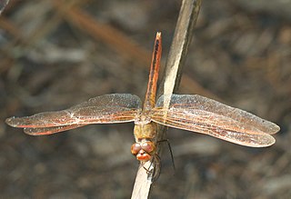 <i>Libellula needhami</i> Species of dragonfly