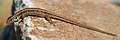 * Nomination Female Sand Lizard (Lacerta agilis) in the Lieberoser Heide, Landkreis Dahme-Spreewald, Brandenburg, Germany. (Photo taken on a guided tour in the nature reserve Lieberoser Endmoräne.). By User:J.-H. Janßen --1234qwer1234qwer4 20:04, 12 October 2019 (UTC) * Decline Nice photo, but the tail is for me too unsharp --Michielverbeek 22:36, 12 October 2019 (UTC)