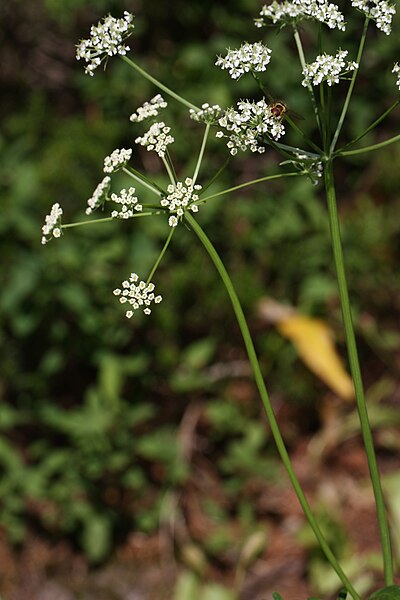 File:Ligusticum grayi 8461.JPG