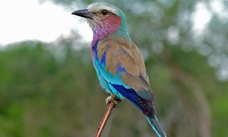 File:Lilac-breasted Roller (Coracias caudatus) (6002563011).jpg