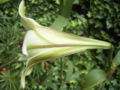 Lilium brownii side view