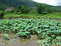 The pond facing the buildings (the pond water has been temporarily drained)