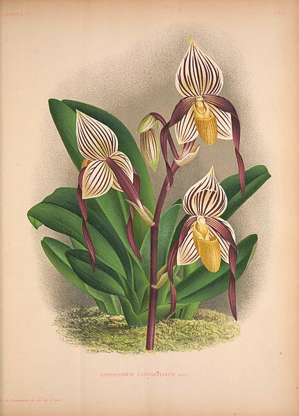 File:Lindenia - Iconographie des Orchidees - plate 141.jpg