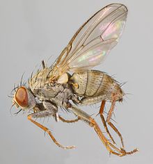 Lispocephala erythrocera, Kuzey Galler, Mart 2012 (16181105494) .jpg