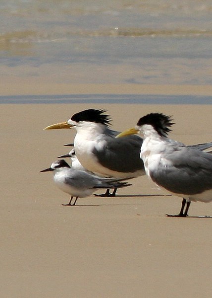 File:Little Tern with Crested Terns.jpg