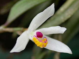 <i>Loefgrenianthus</i> Genus of orchids