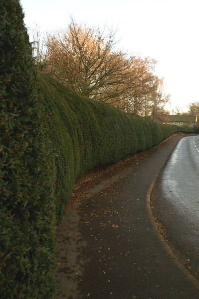 File:Long yew hedge growing on top of low wall - geograph.org.uk - 89628.jpg