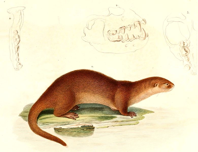 File:Lontra longicaudis longicaudis 1847.jpg