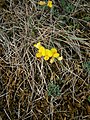 Lotus corniculatus