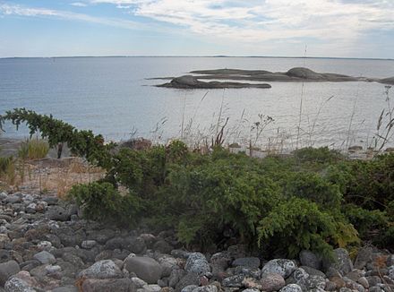 A juniper (Juniperus communis) growing in the archipelago. Due to harsh conditions it is only about 15 cm (6 in) in height.