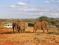 Tsavo East National Park, Kenya