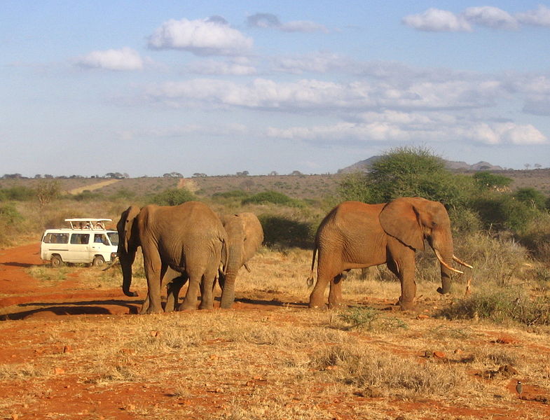 File:Loxodonta africana group surrounded by game viewer vehicles (edited).jpg