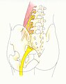 plexus posterior