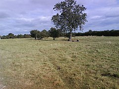 Lumps and bumps - geograph.org.uk - 543647.jpg