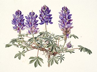 Lupinus minimus Lupinus minimus FAWalpole.jpg